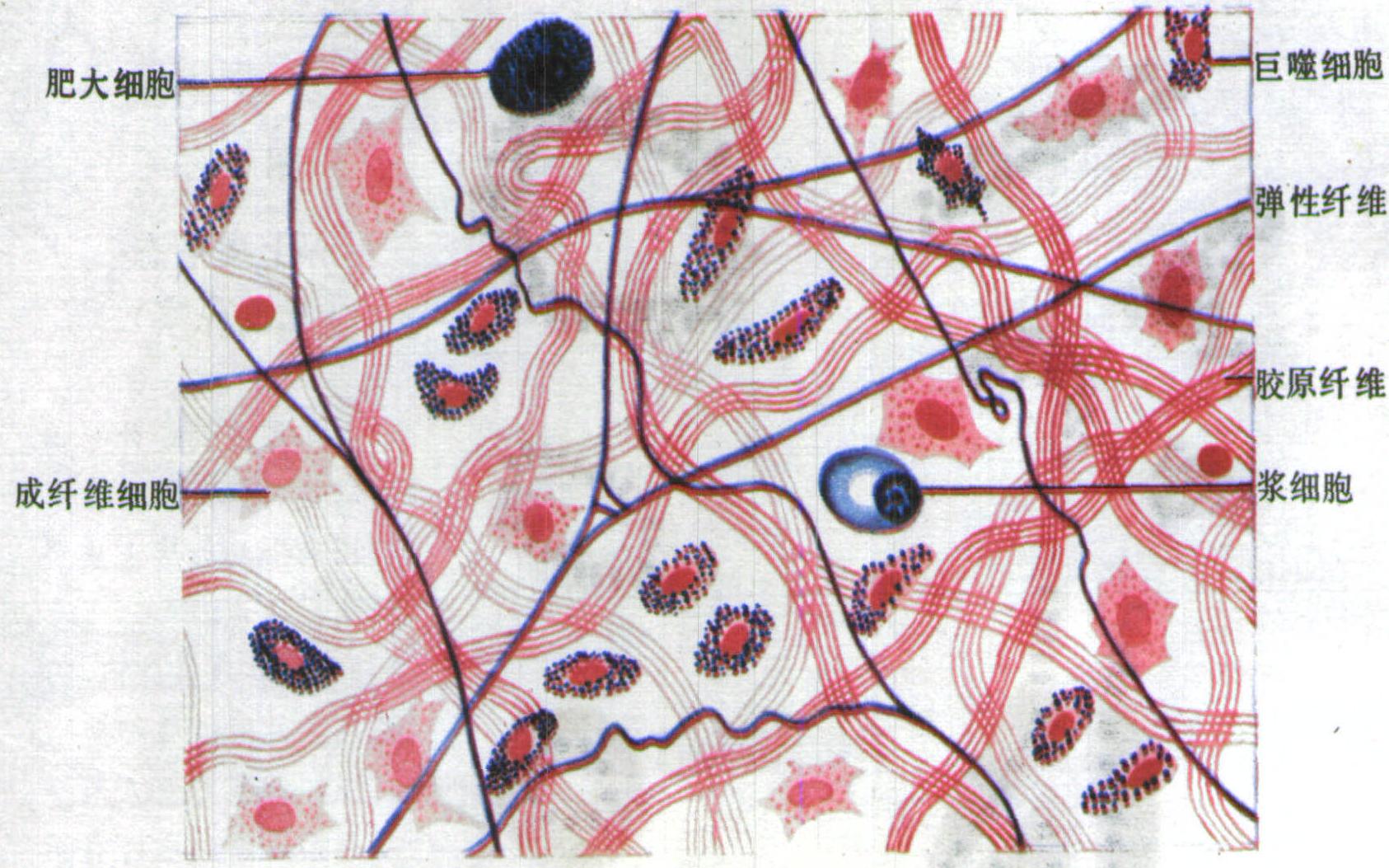 胶原纤维组胚图片